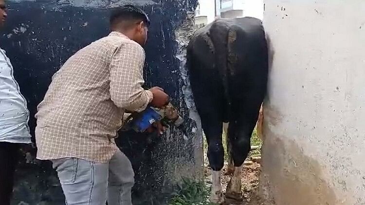 अमरोहा: गजरौला में रात भर दीवारों के बीच फंसा रहा सांड़, सुबह ड्रिल मशीन से दीवार काट करवाया आजाद