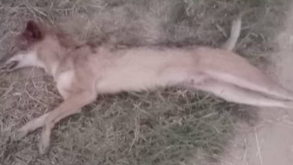 jackal attacked and injured five people including two women working in fields In Agra