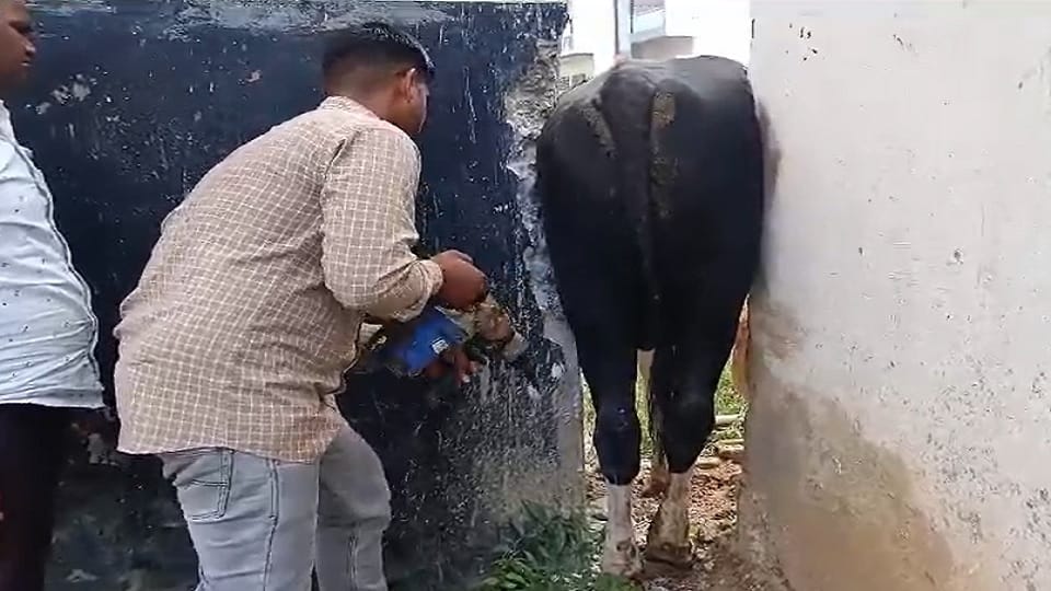Amroha: Bull stuck between walls all night in Gajraula, freed by cutting the wall