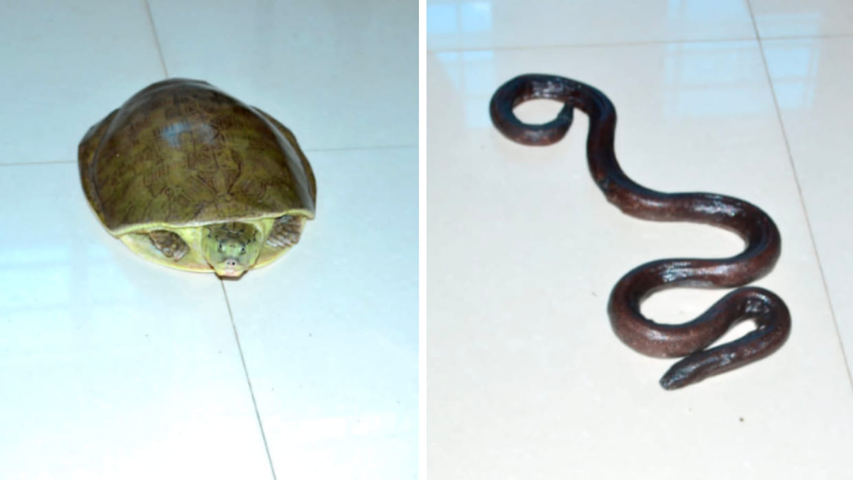 MP News: Three arrested along with a turtle with 12 nails and a two-headed snake worth Rs 2.5 crore