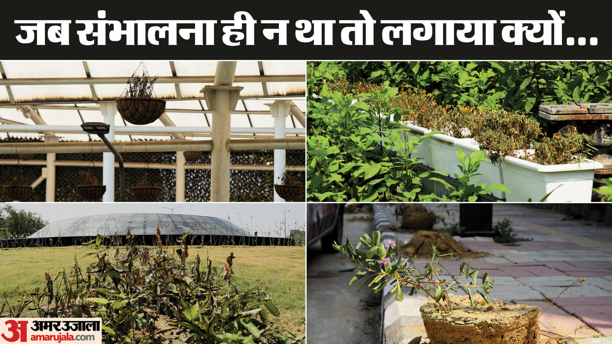 fountains installed for G20 got moss pots taken away by thieves condition of the plants is bad