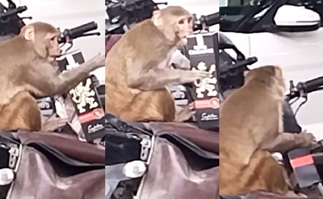 This is the drunkard monkey, He was seen drinking alcohol in the Police Commissioners office