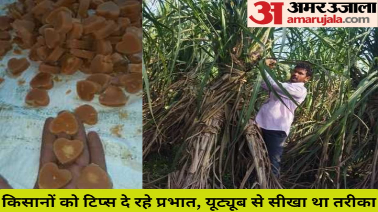 Jaggery is being made by cultivating organic sugarcane in 10 bighas