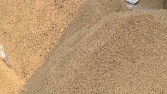 This time bumper production of paddy in Himachal, 20993.21 metric tons purchased so far in 14 mandis