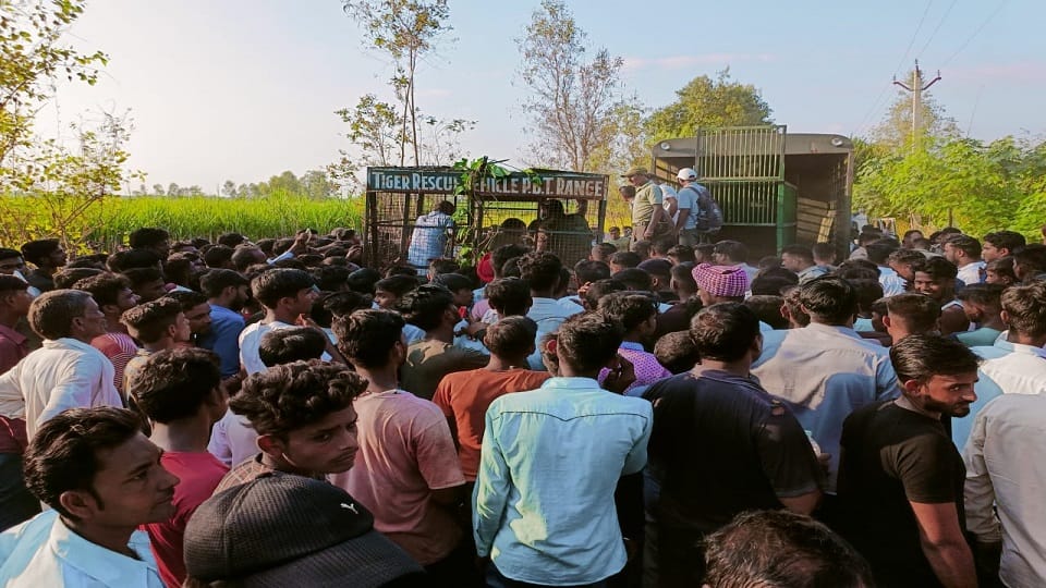 Forest department could not catch the tiger in Pilibhit