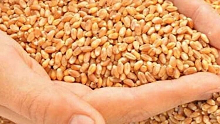 Jabalpur Non-standard wheat sent under PDS show cause notice issued to three officers