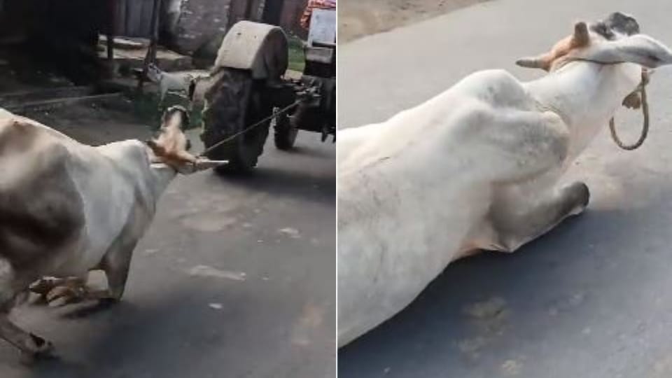man tied stray cow to tractor and dragged on the road in Lakhimpur kheri