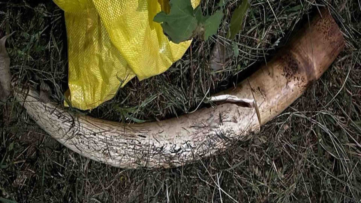 Another ivory found from CRPF SI house in Alwar