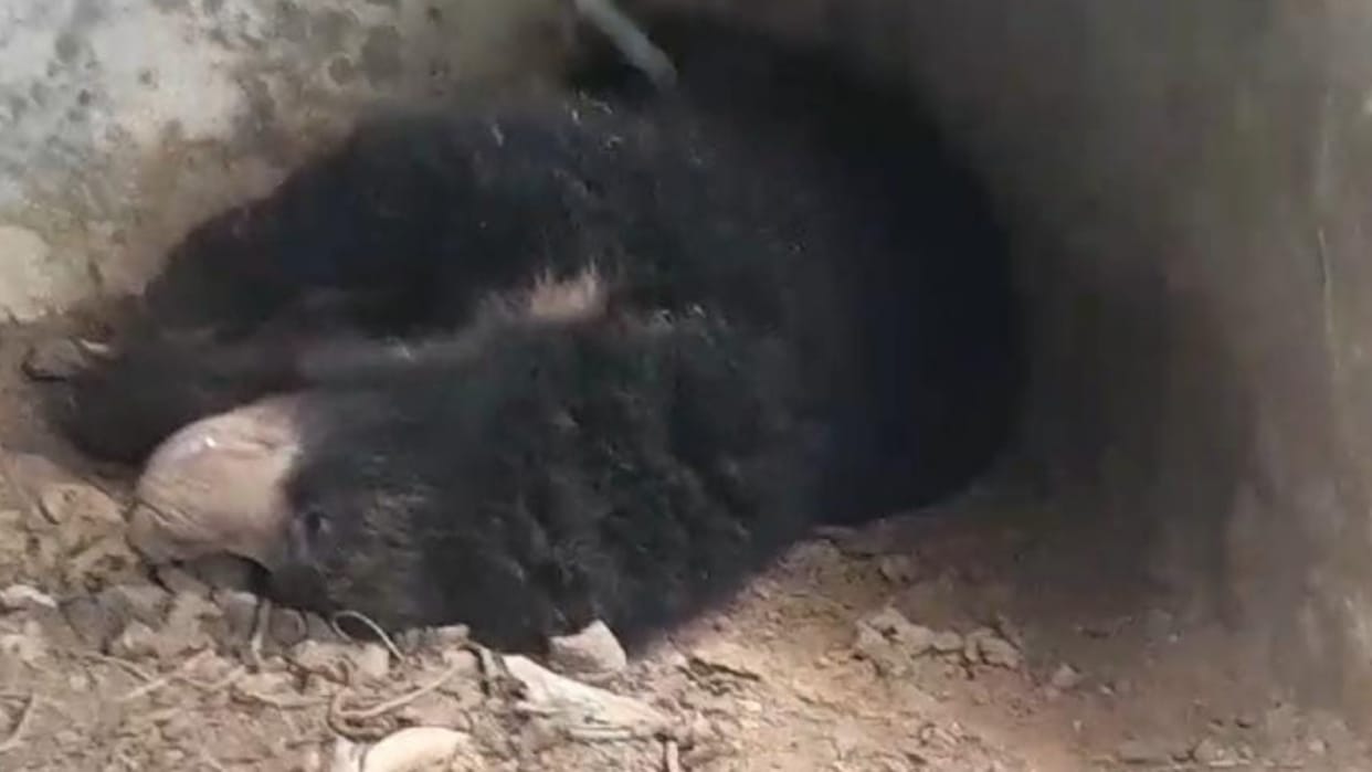 Shahdol Bear dies due to negligence of forest department