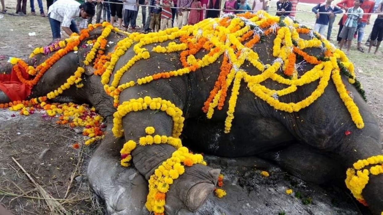 Ujjain Ramu elephant who carried Mahakal passes away people started paying tribute on social media