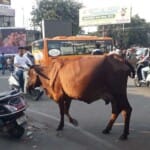 सड़क पर घूमता गोवंश