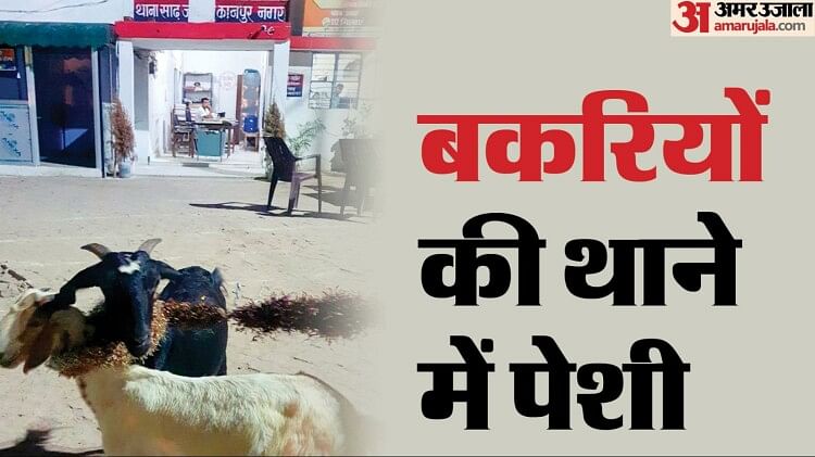 UP: बकरियों ने चरे गेंदा फूल तो थाने में करा दी पेशी… 25 हजार के नुकसान की बात कह किसान ने मांगा इंसाफ