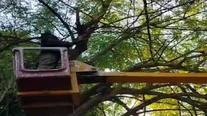 पेड़ की टहनियों में छिपा था अजगर