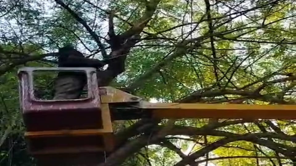 Python Hanging On The Tree On near cantt railway station agra up news