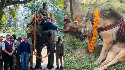 Corbett Tiger Reserve Gomti Elephant  and Brandy Dog retired today grand farewell ceremony held