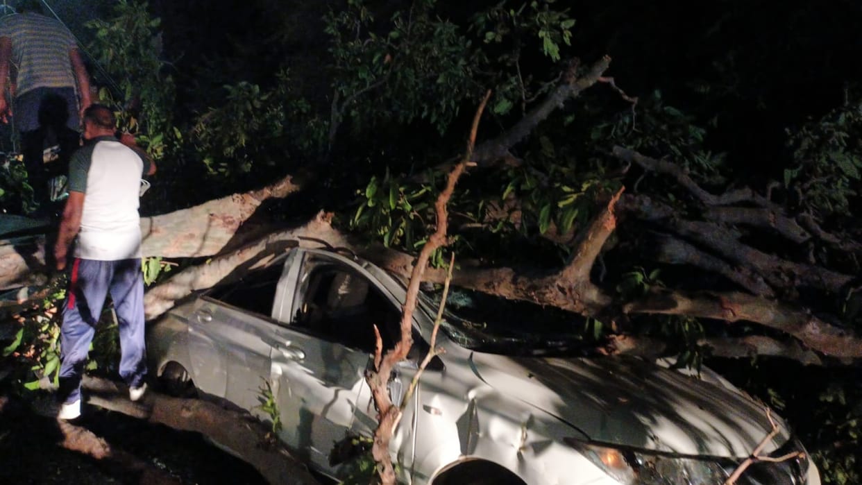 Sagar News Tree cut in moving traffic during road construction three cars shattered