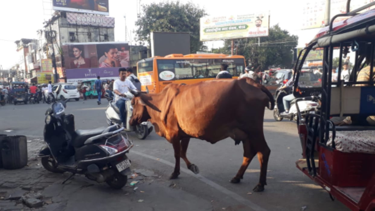 World Animal Day today: Cow protection claims false, helpless cows on the roads, not enough fodder in Goshala