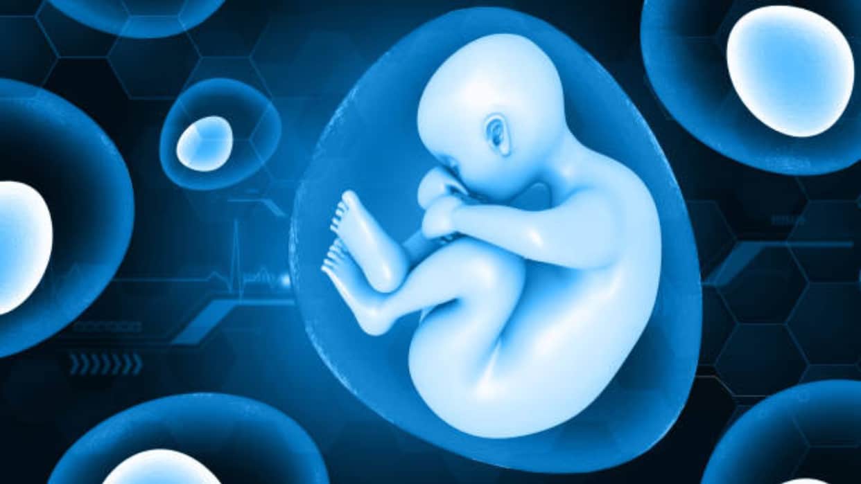 scientists create model of human embryo without eggs or sperm human reproduction