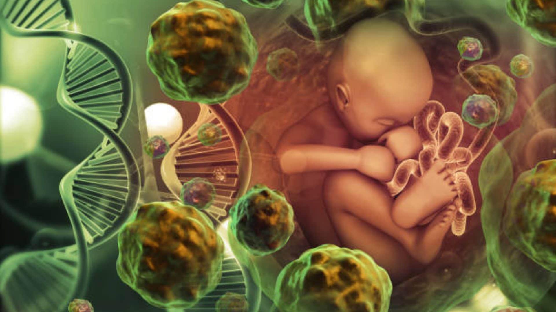 scientists create model of human embryo without eggs or sperm human reproduction
