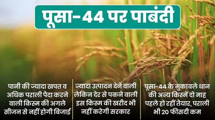 Punjab government bans Pusa 44 variety of paddy