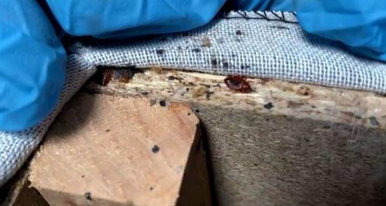 france battles invasion of bedbugs just before months of 2024 paris olympic