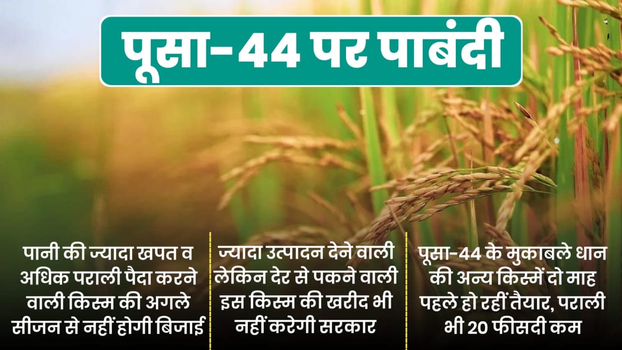 Punjab government bans Pusa 44 variety of paddy