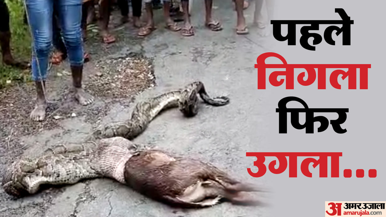Python swallows baby of Nilgai in Kushinagar