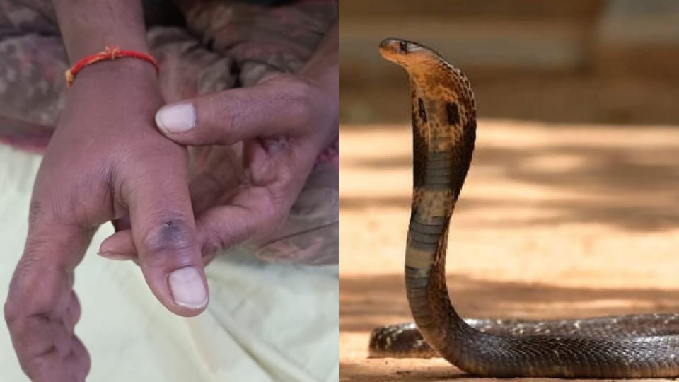 Man bitten by cobra during rescue in Bareilly