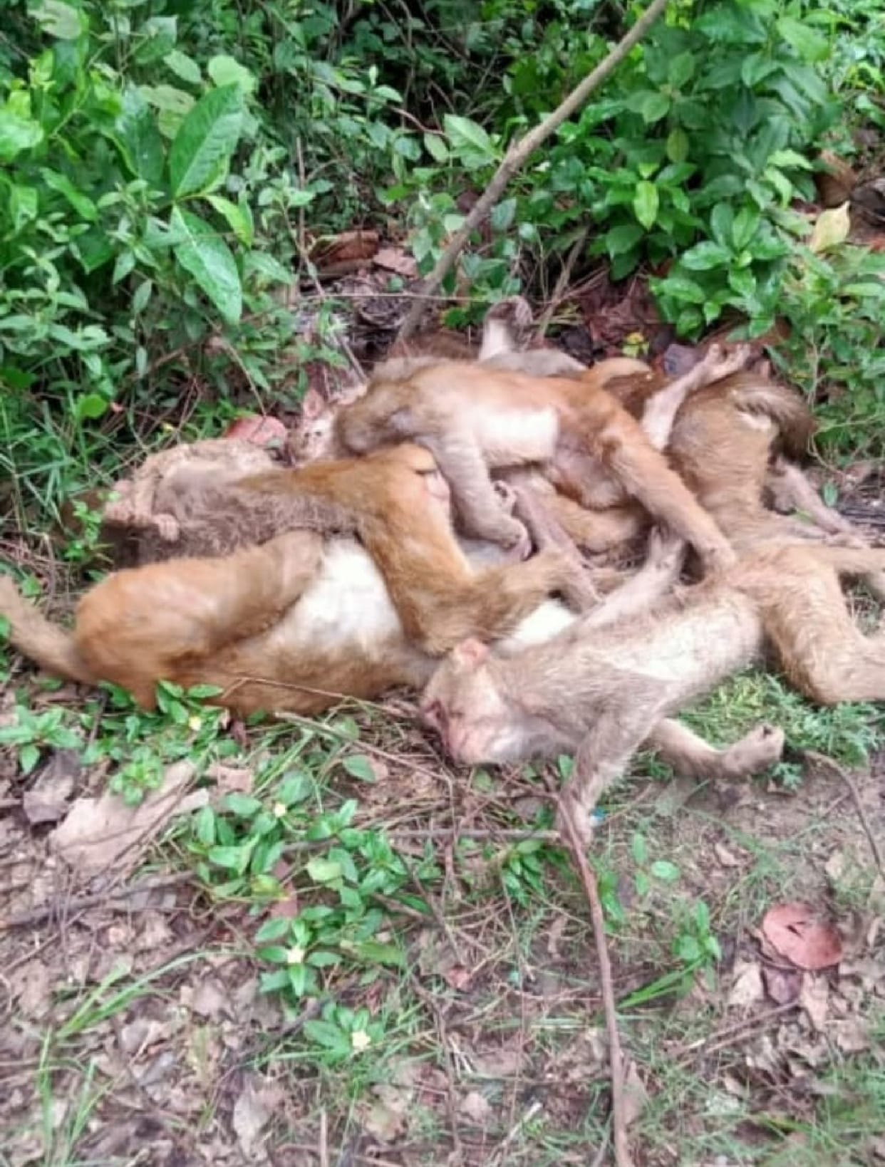 50 monkeys were killed in Bahraich and their bodies were thrown near the post