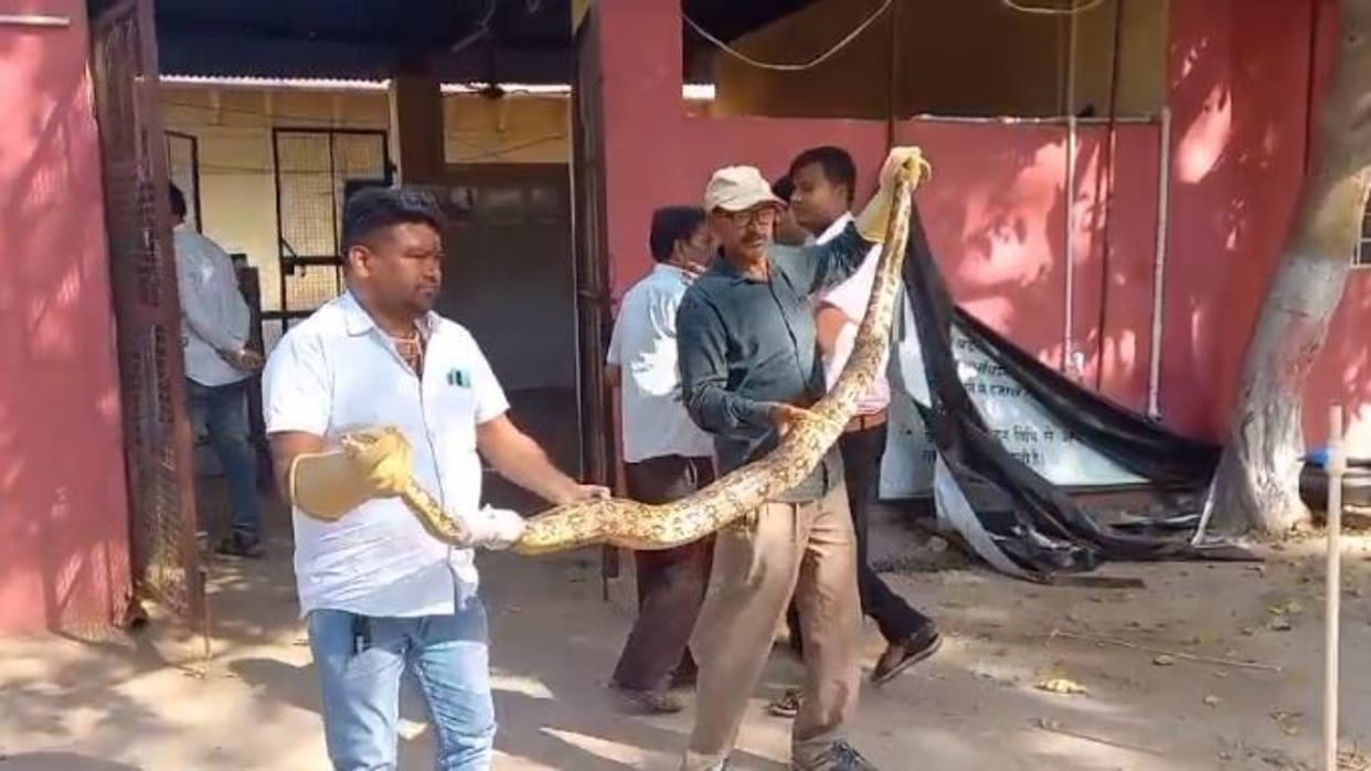 Dholpur News Seven feet long python trapped in fish trap
