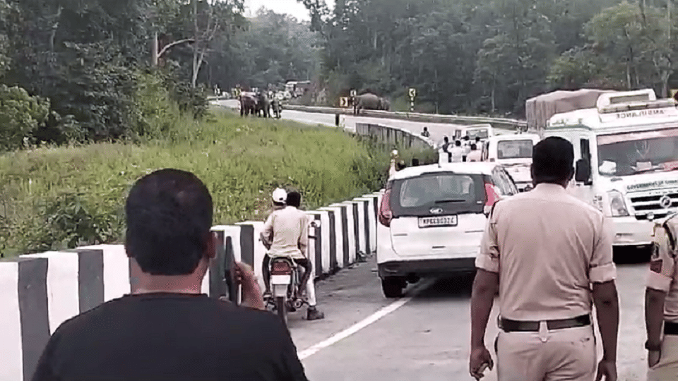 Wild elephants came out on Katghora-Ambikapur National Highway in Korba