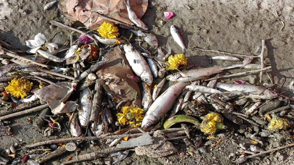 Fishes are dying due to poisonous water of Yamuna in Mathura