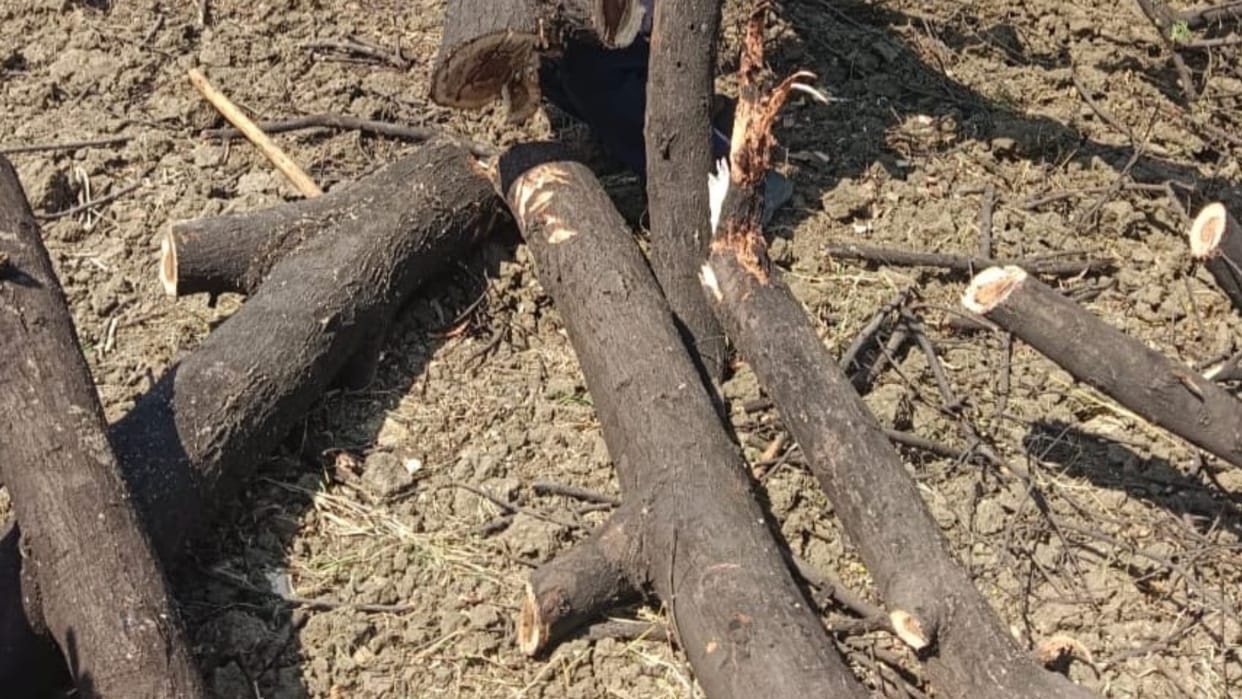 Damoh News: Farmer fell from branch while cutting tree, died due to wood sinking in chest