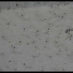 spiders are falling from the sky in California
