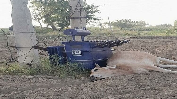 Hathras: खेत में जमीन पर रखे ट्रांसफार्मर ने ली गाेवंश की जान, करंट लगने से हुई मौत