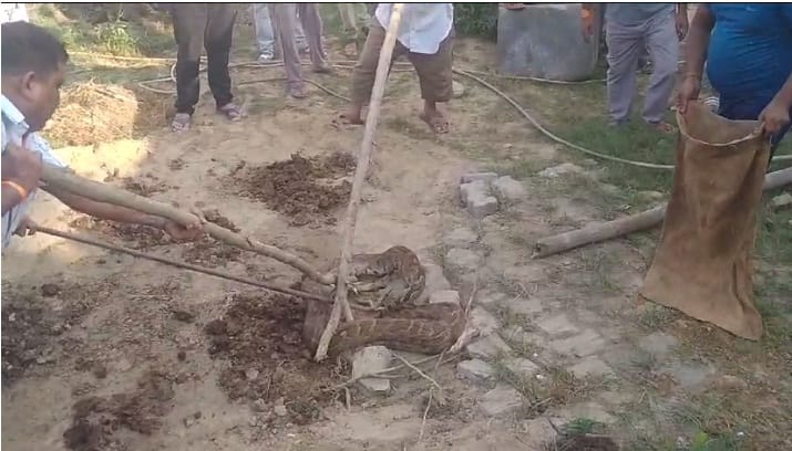 50 kg python found in empty plot, panic spread, forest department team did rescue, released it in the forest