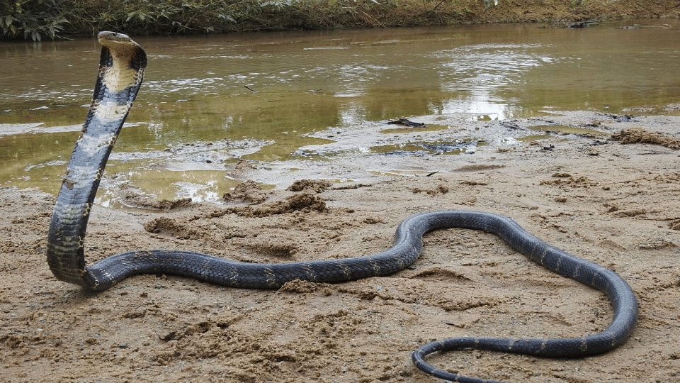 Big initiative for the conservation of King Cobra in Korba