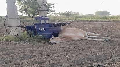 transformer placed on the ground in the field took the life of the cow