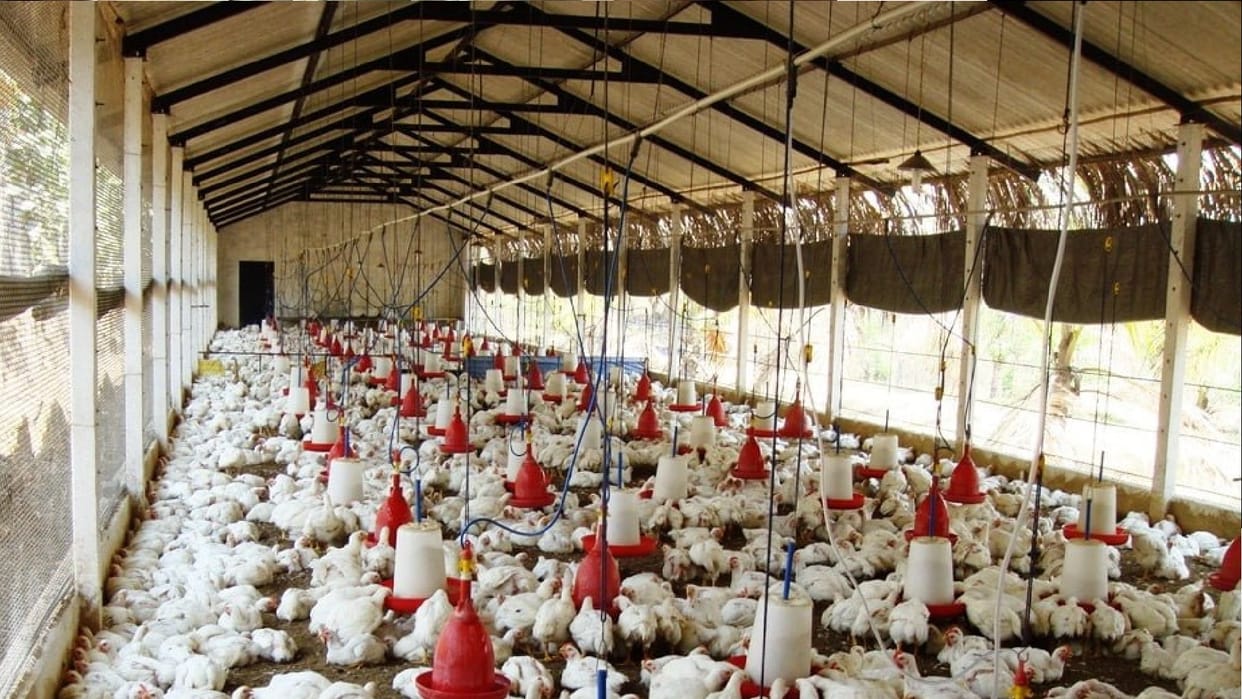 Chhattisgarh government Poultry farming promotion scheme started in CG