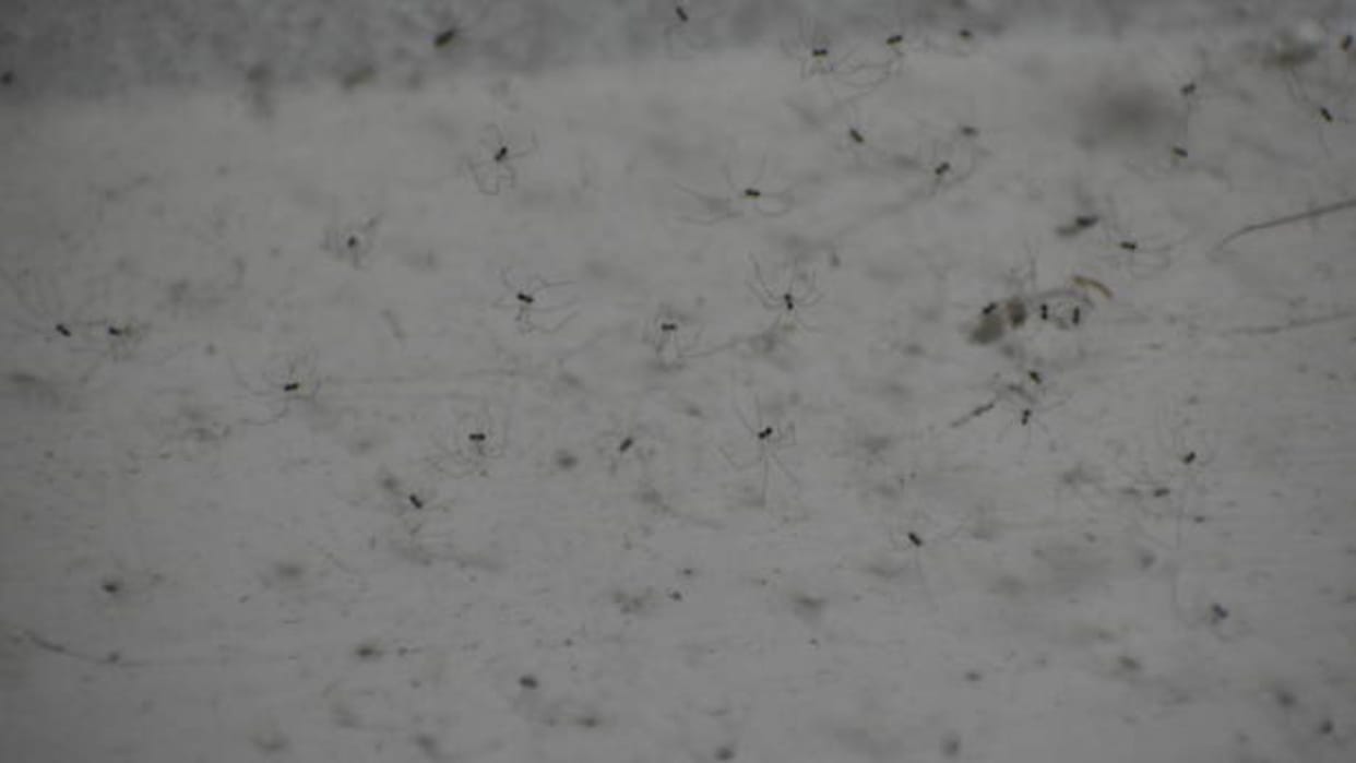 Creepy spiders are falling from the sky in California in nightmare scenario know the reason