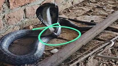 Cobra injured during rescue was sent to Delhi for treatment