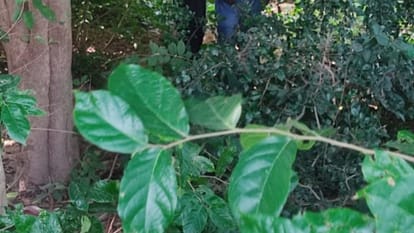 boyfriend and girlfriend found dead hanging from a tree in Lakhimpur kheri