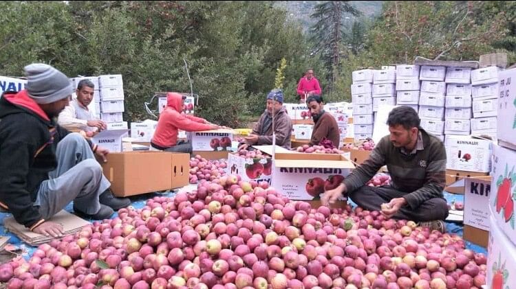 Kinnauri apple is being sold at Rs 3,000 per box in the local market.