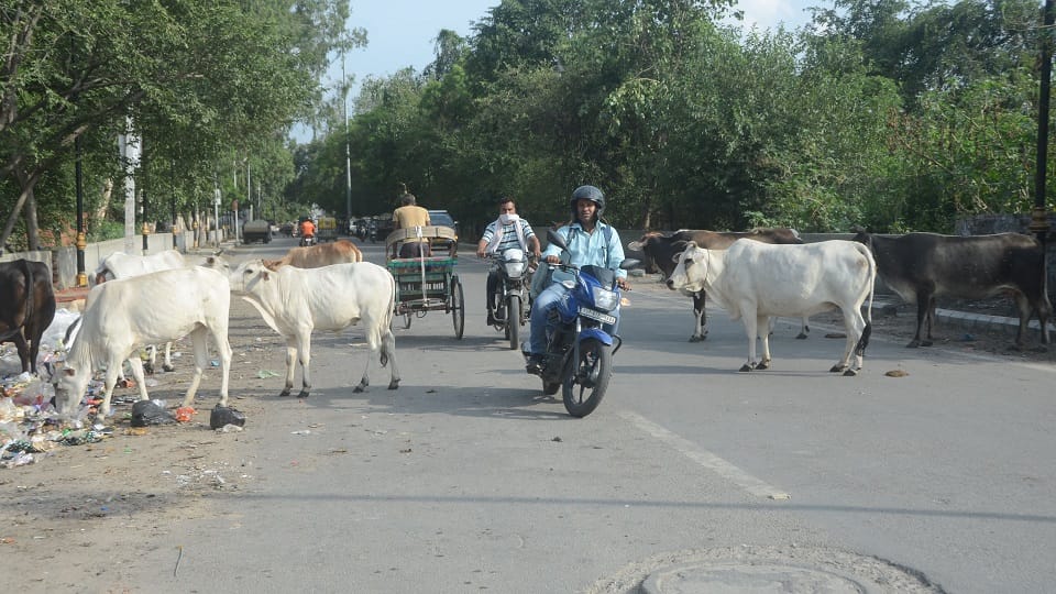 If animals roaming on the streets report will be filed against the animal owner