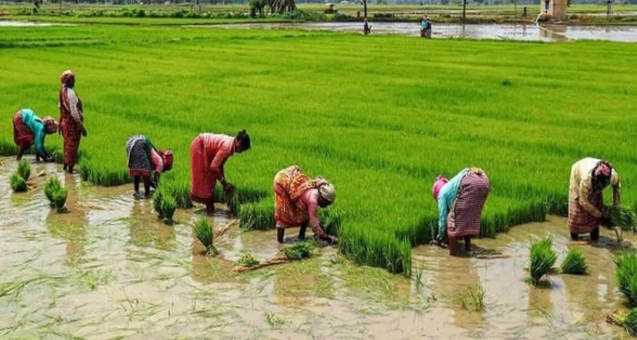 chhattisgarh assembly election rice crop importance in state politics bhupesh baghel raman singh