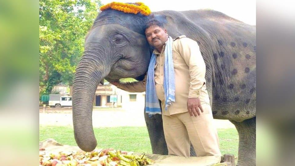 elephant Durga birthday celebrated in Dudhwa Tiger Reserve