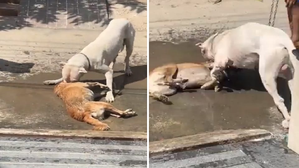 Pitbull attacked on a street dog in Noida 53 Gautam Buddha Nagar.