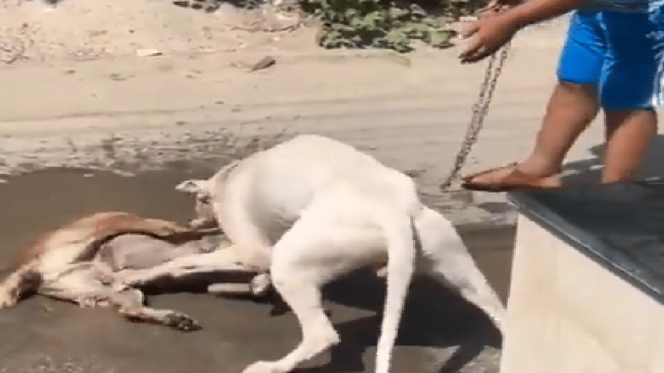 Pitbull became universal, killed by another dog in front of owner