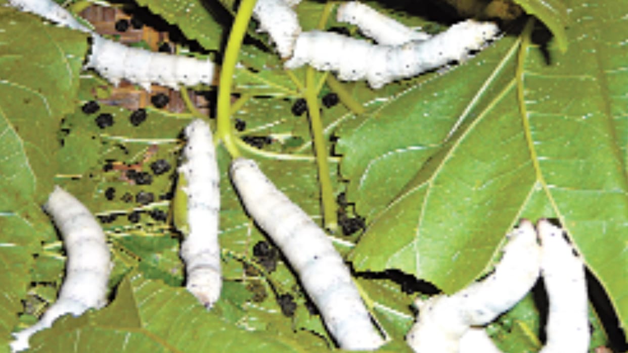 Sanitation reduced soil transmitted worms among children in Himachal Pradesh