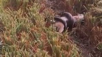 Giant python kills jackal in paddy farm in Pilibhit